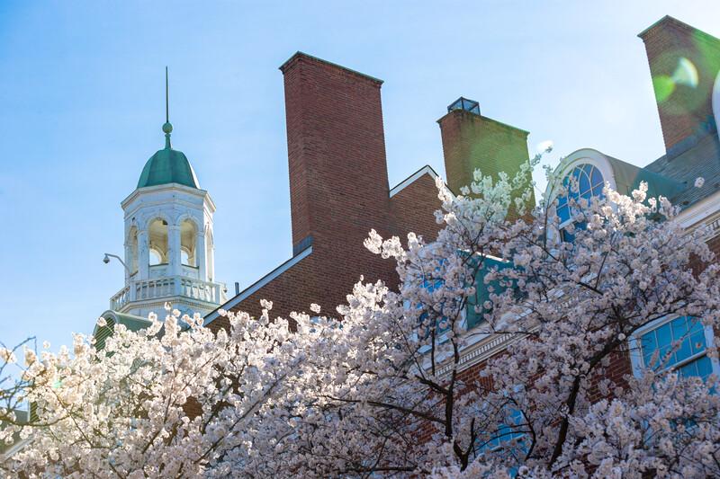 View of the Microbiology Building steeple with spring blossoms in the foreground against a blue sky.