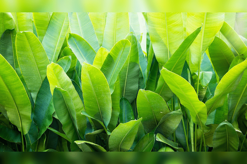 verdant