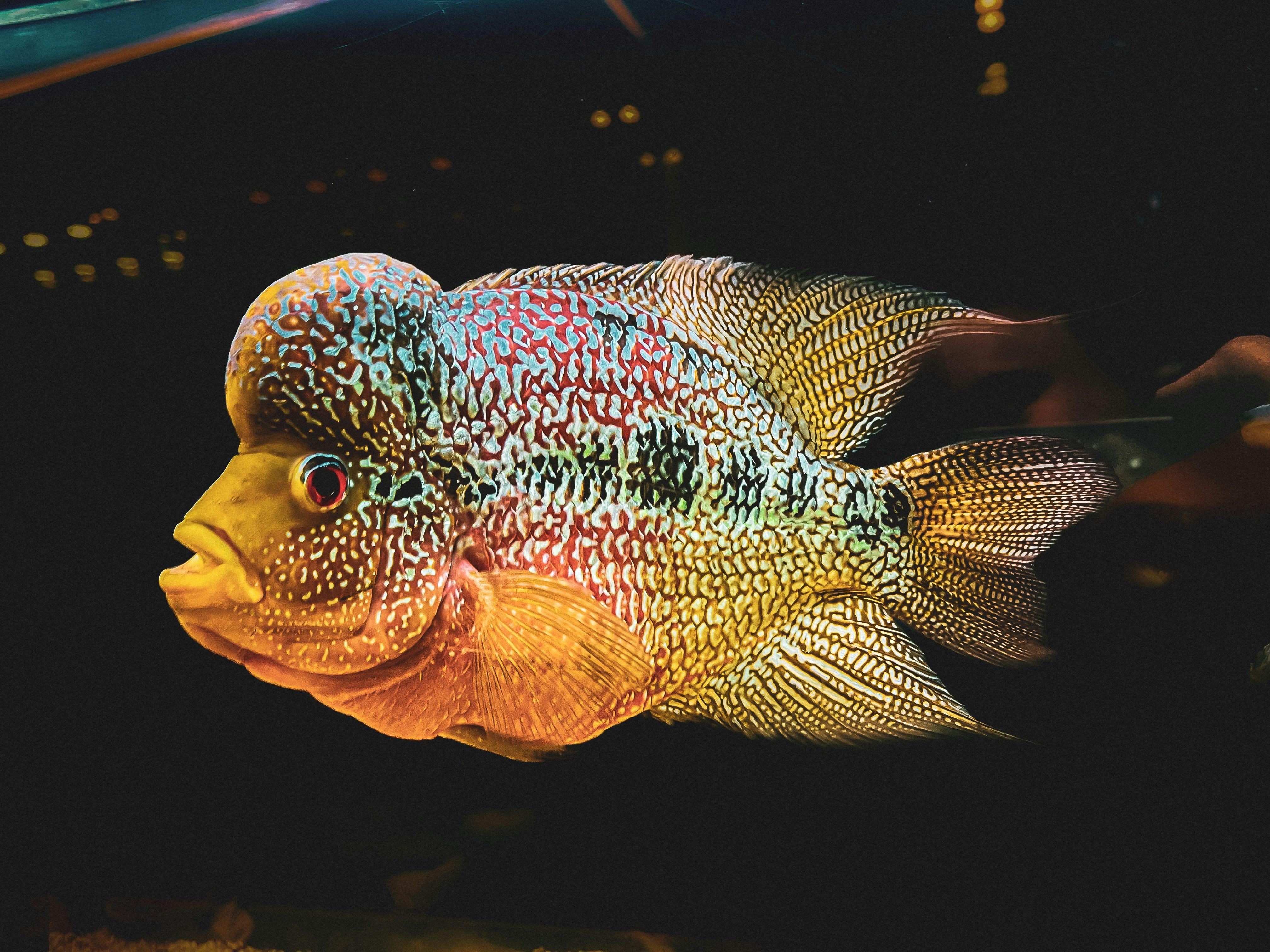 Yellow and multicolored cichlid fish