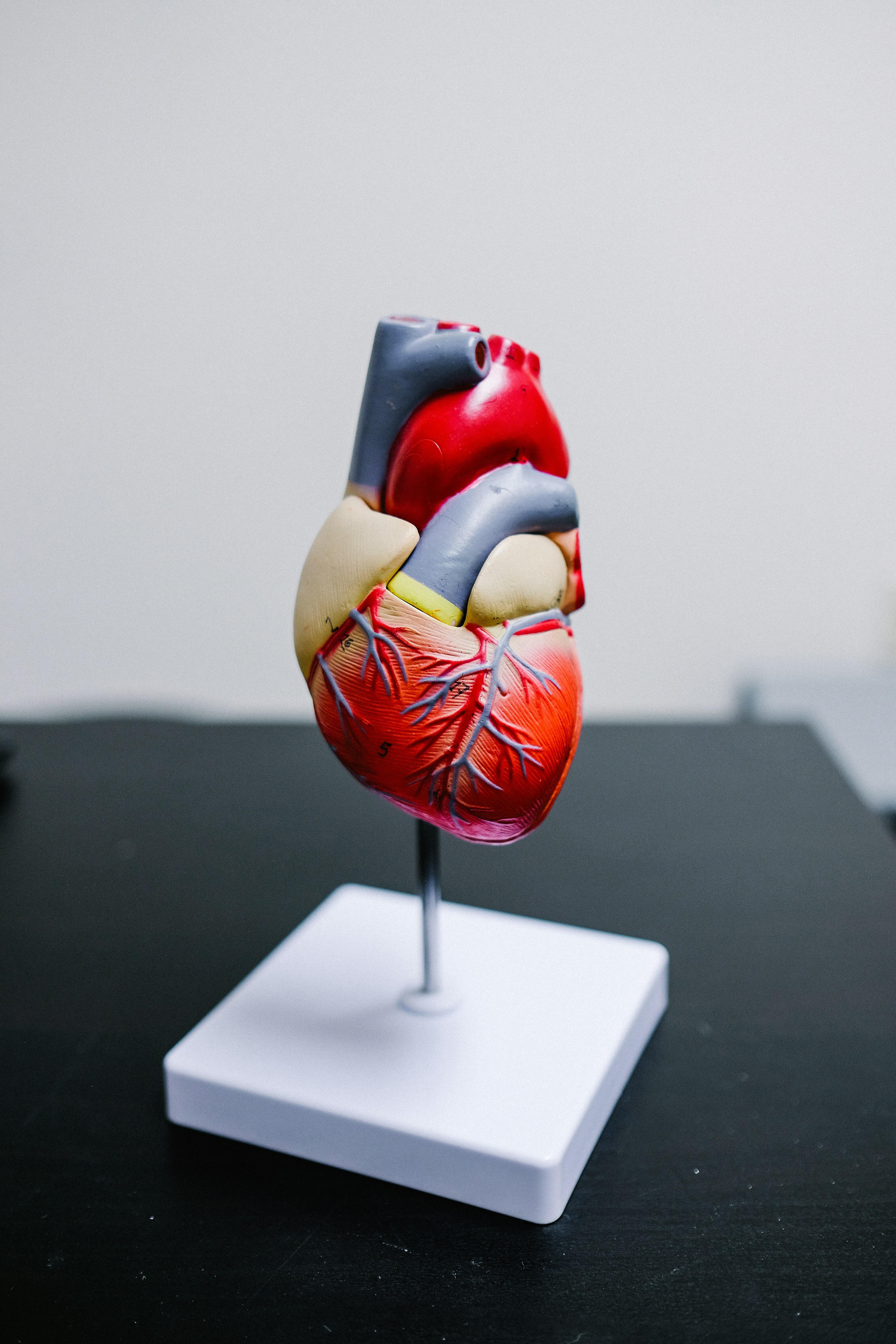 3D model of human heart on white stand