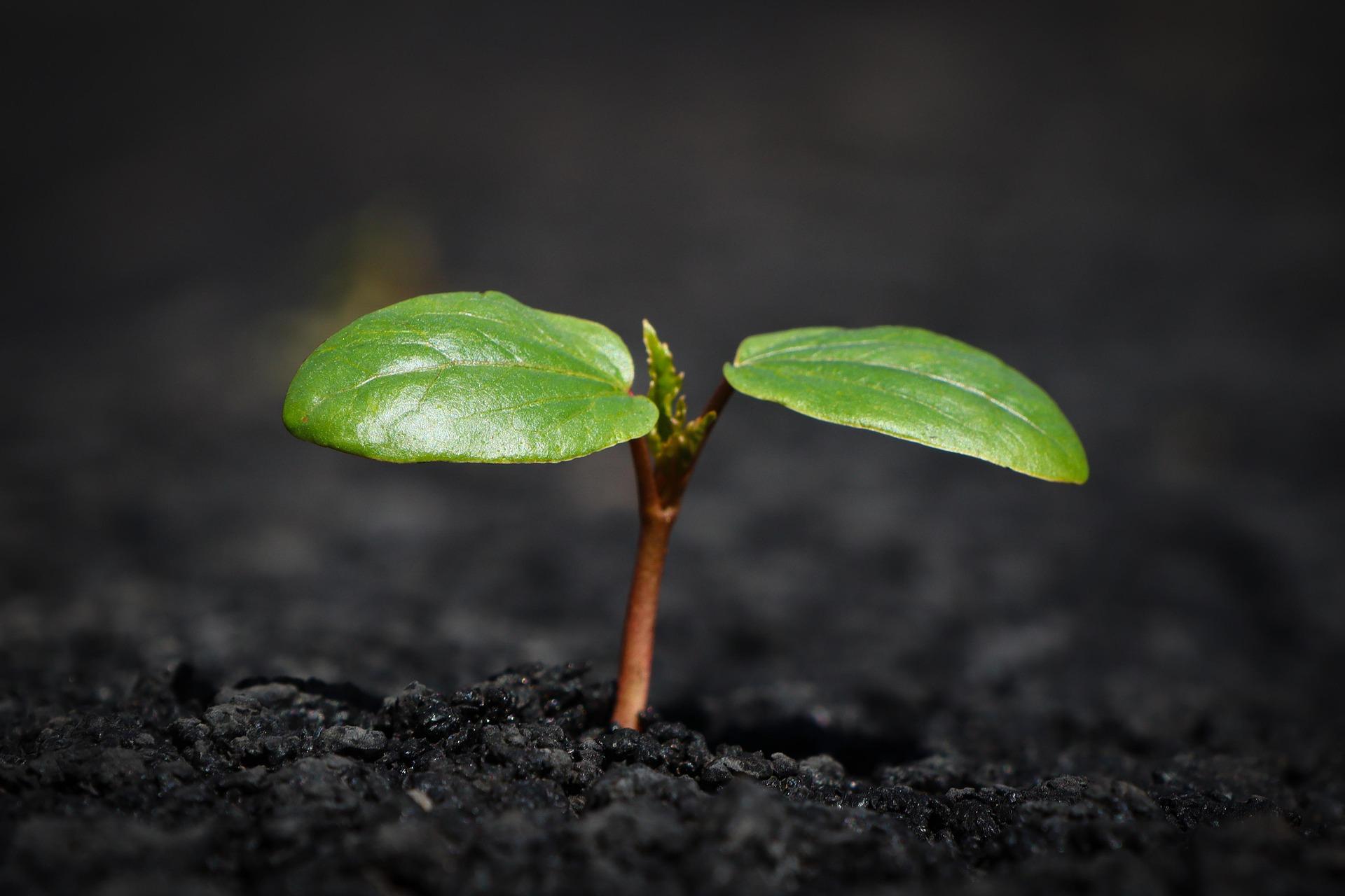 Green plant bud in soil