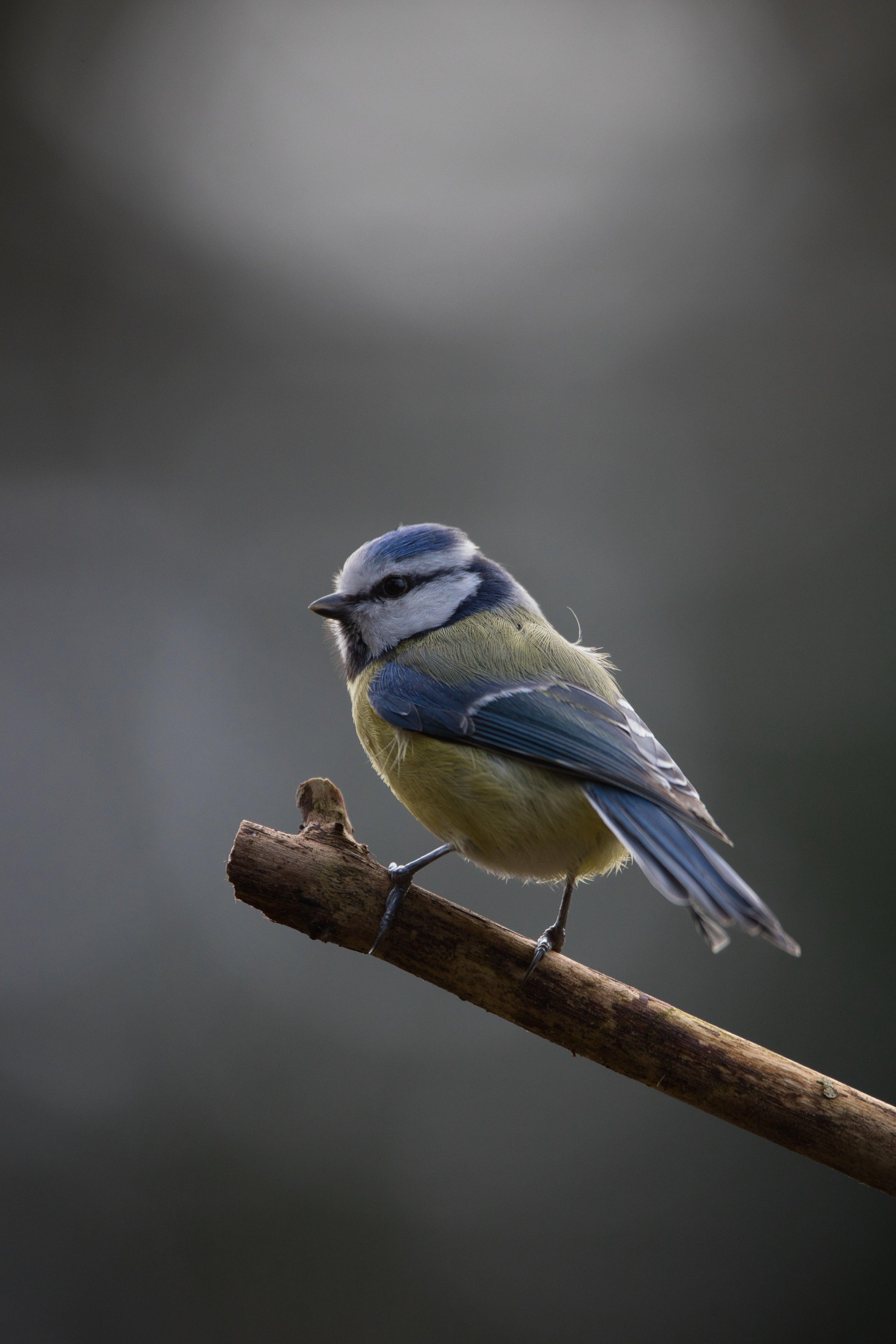 Blue and yellow bird on a branch